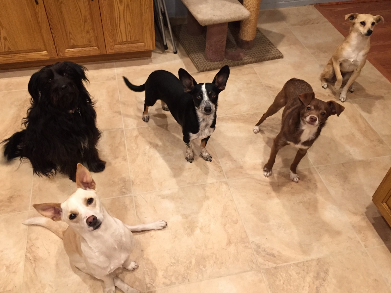 Lots of dogs Lots of dogs