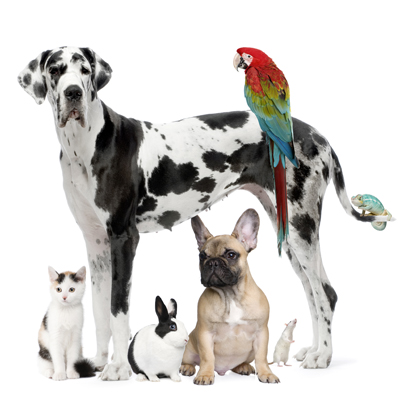 Group Of Animals Group Of Animals