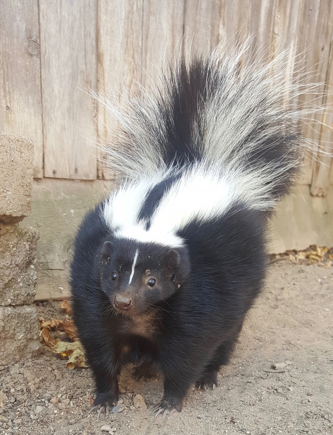 HS skunk