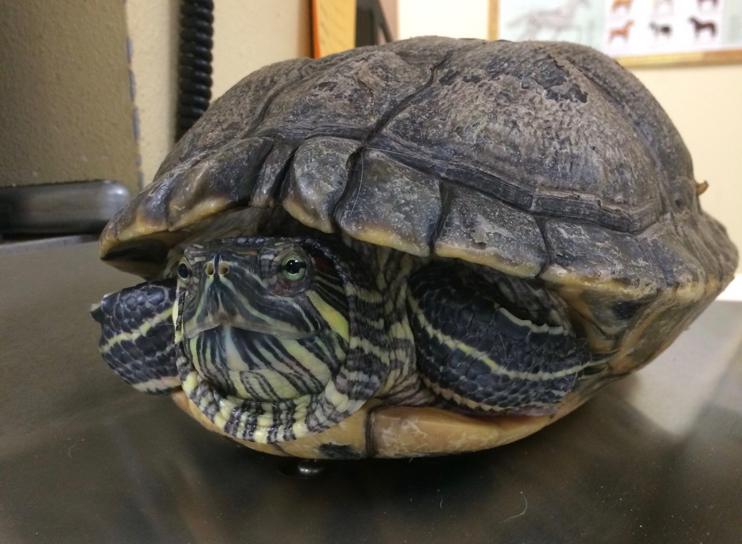 Red Ear Slider