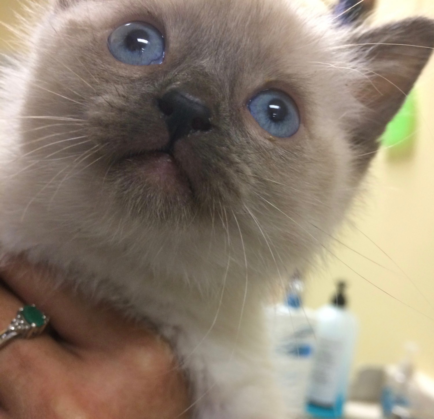 Blue eyed siamese