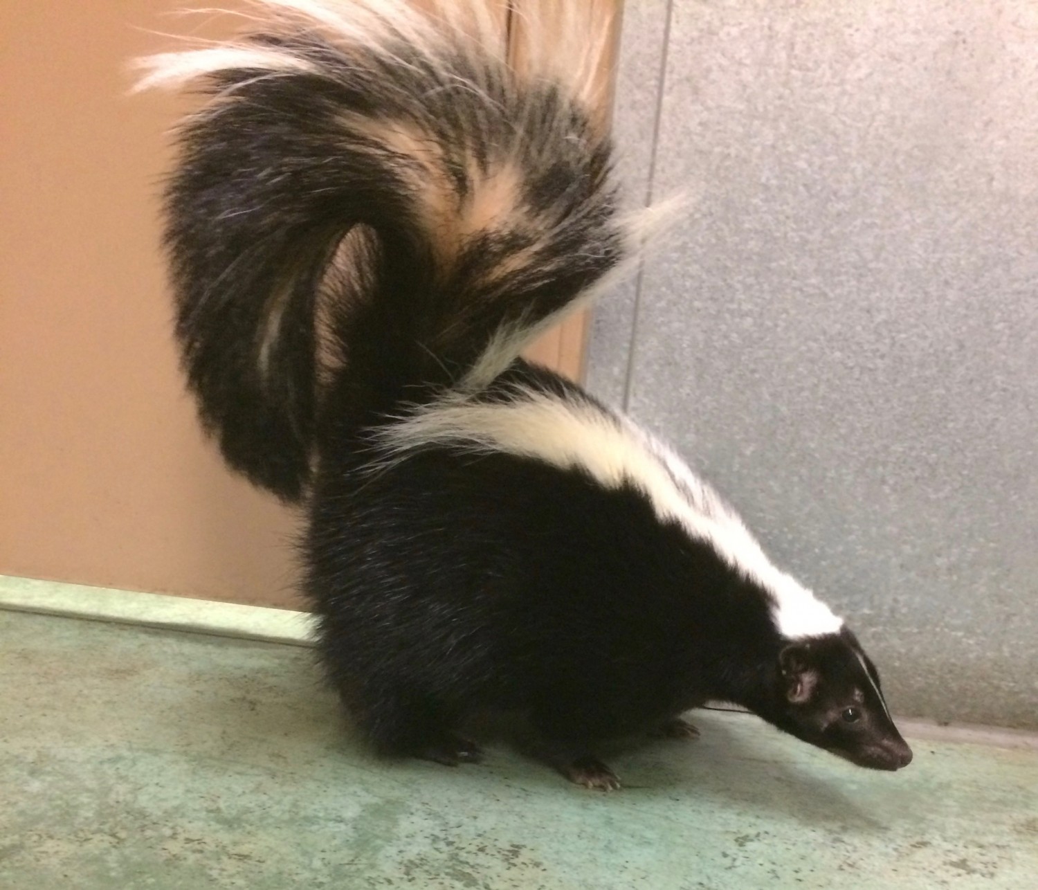 HS skunk