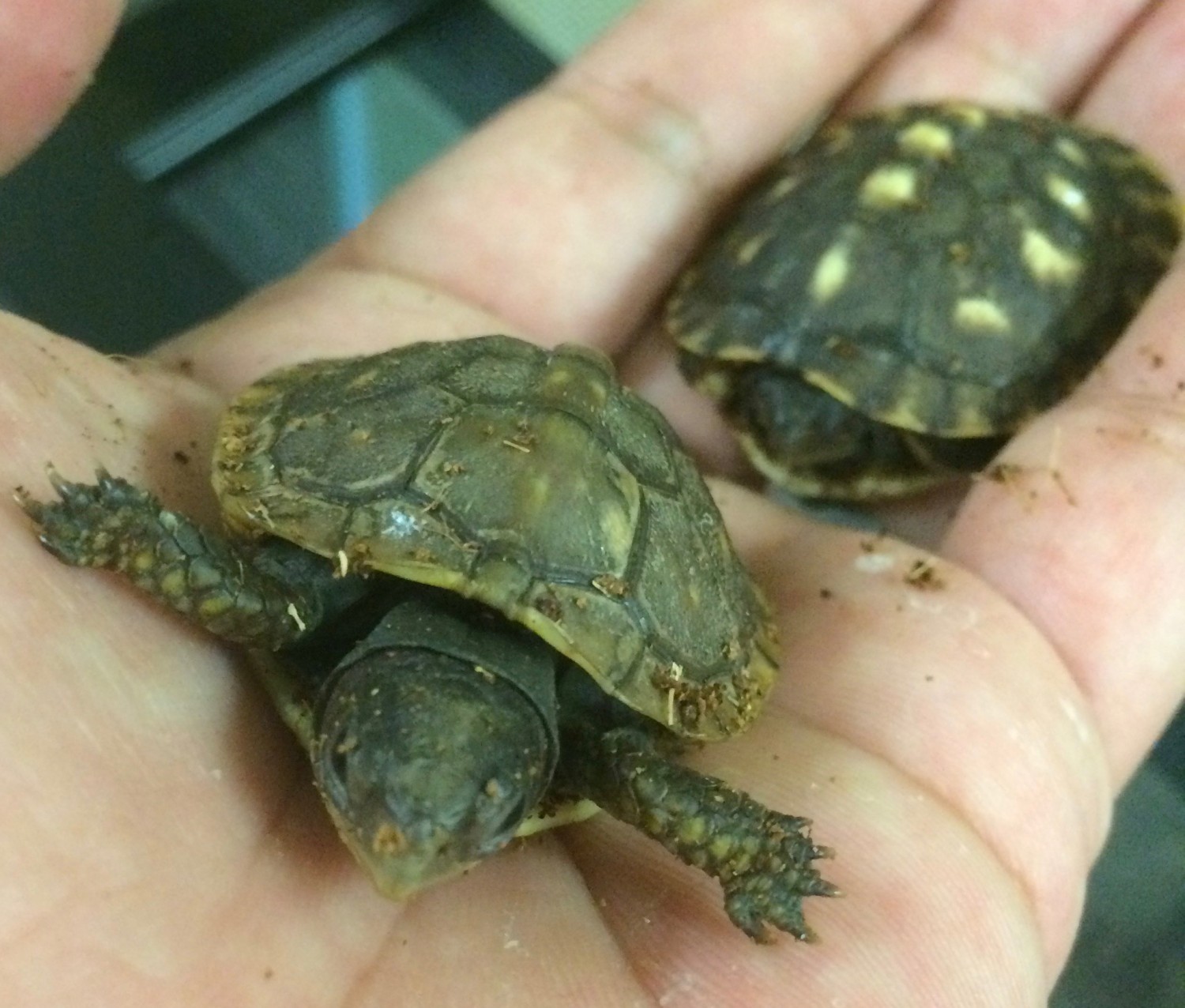 Box Turtle Hatchlings