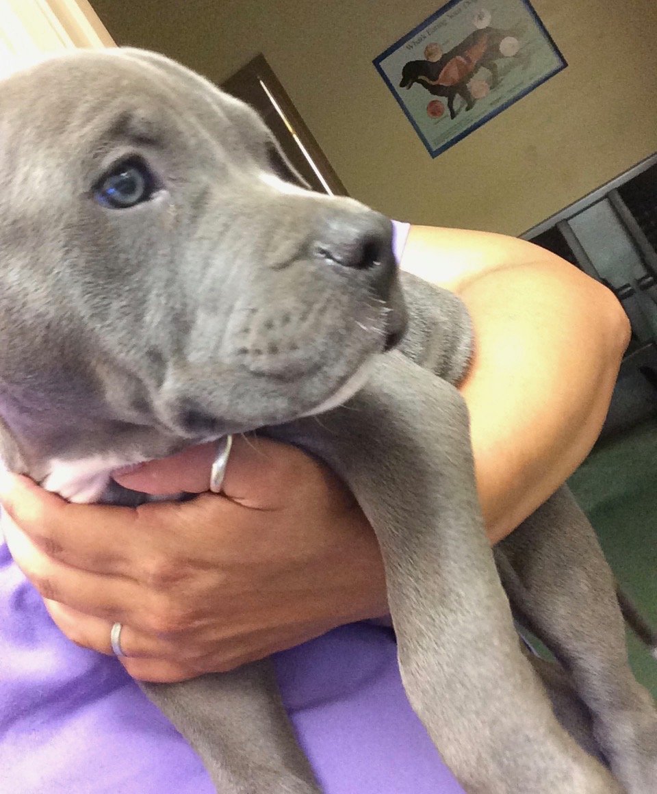 Blue Pittie