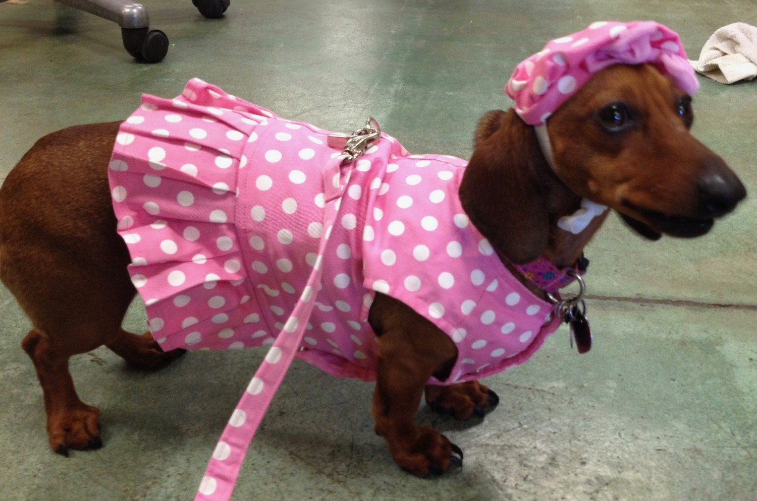 Polka Dot Dress