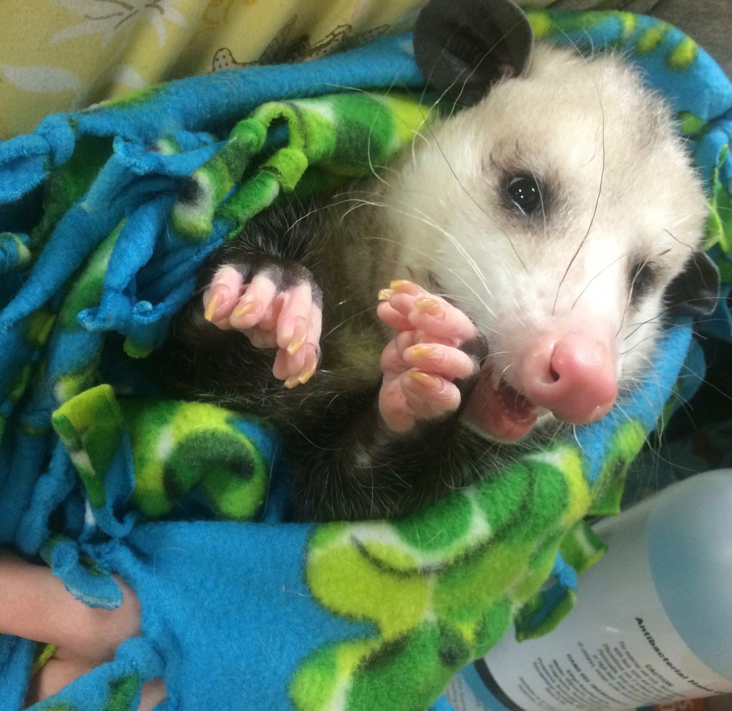 Opossum