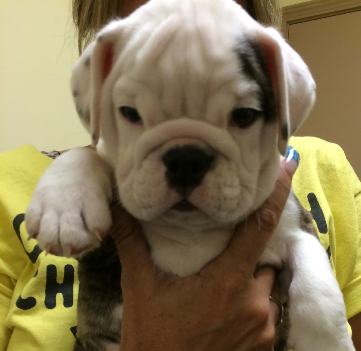 Bulldog Puppy