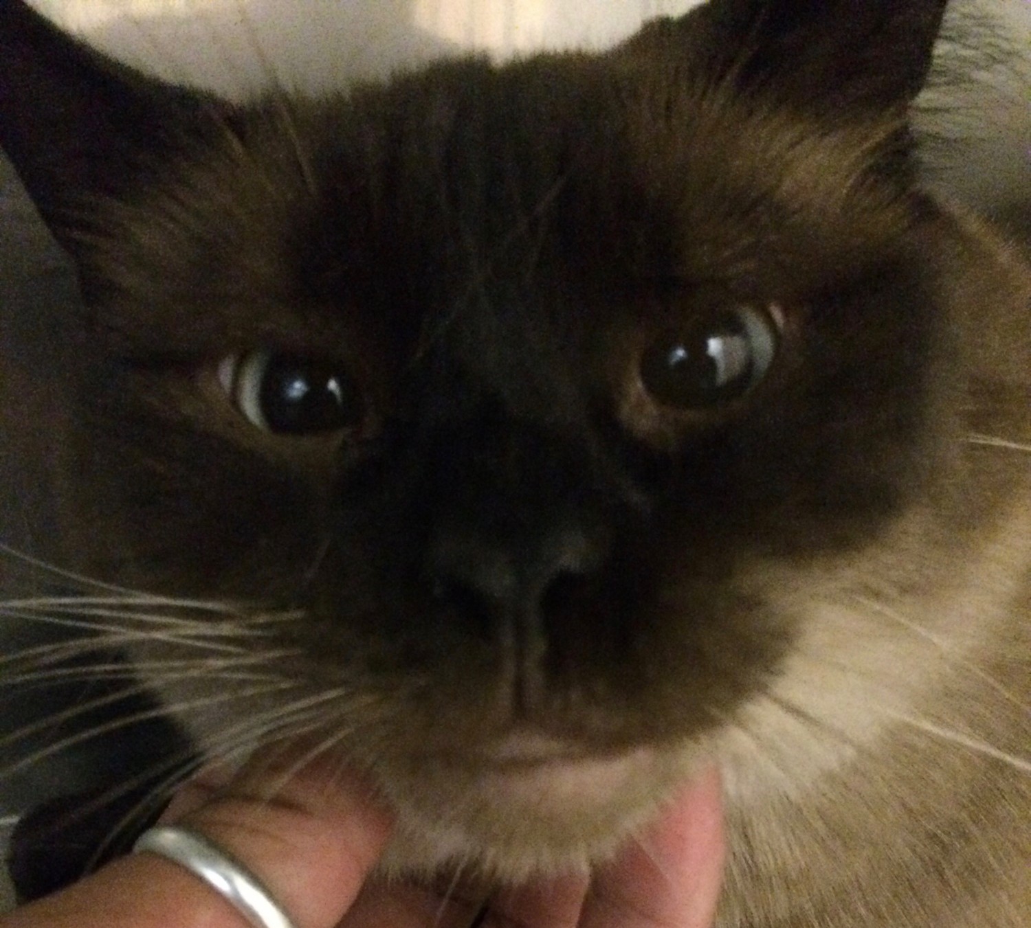 Crossed Eyed Siamese