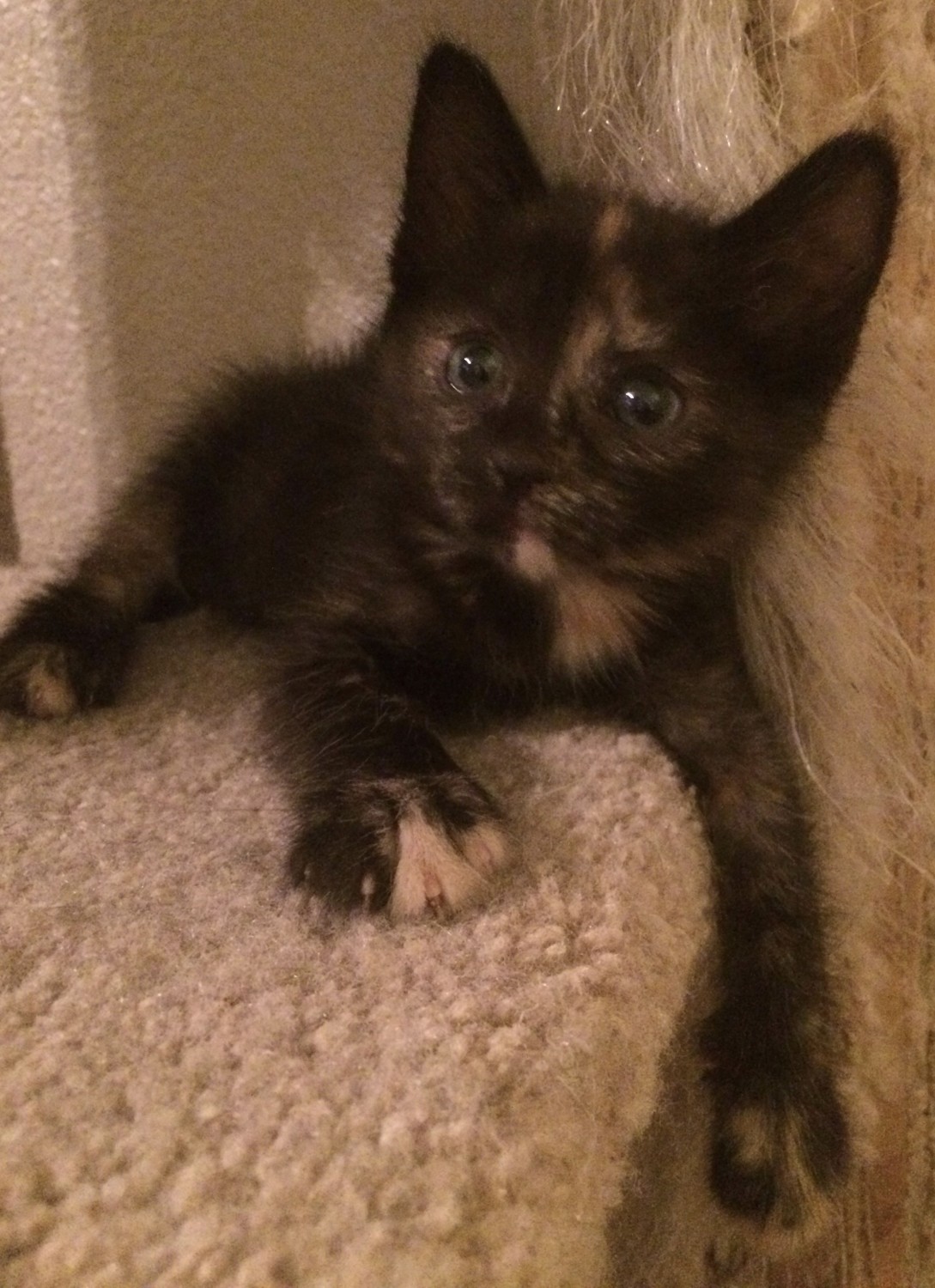 Tortie kitten